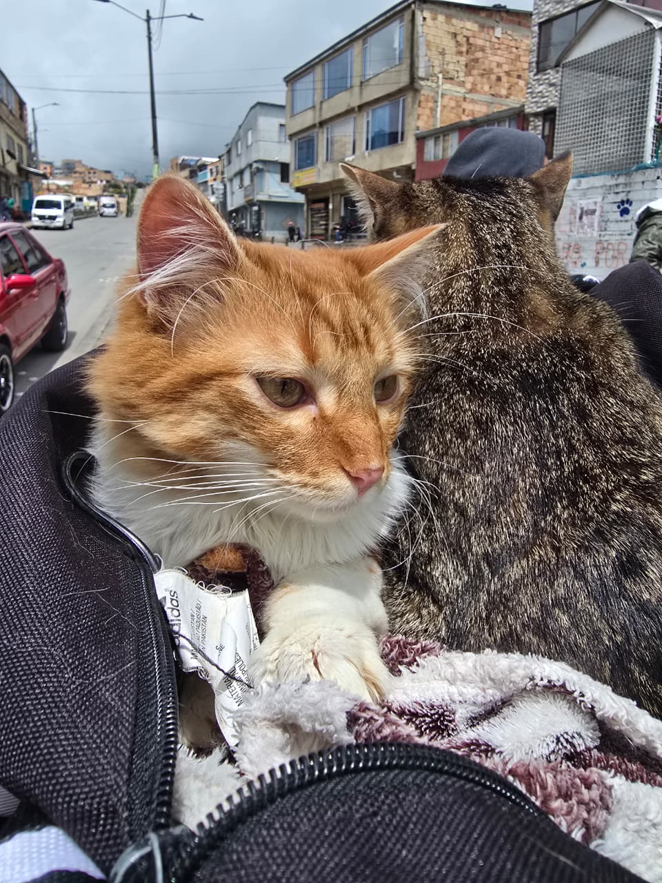 nuestros felinos nos importan en Usme