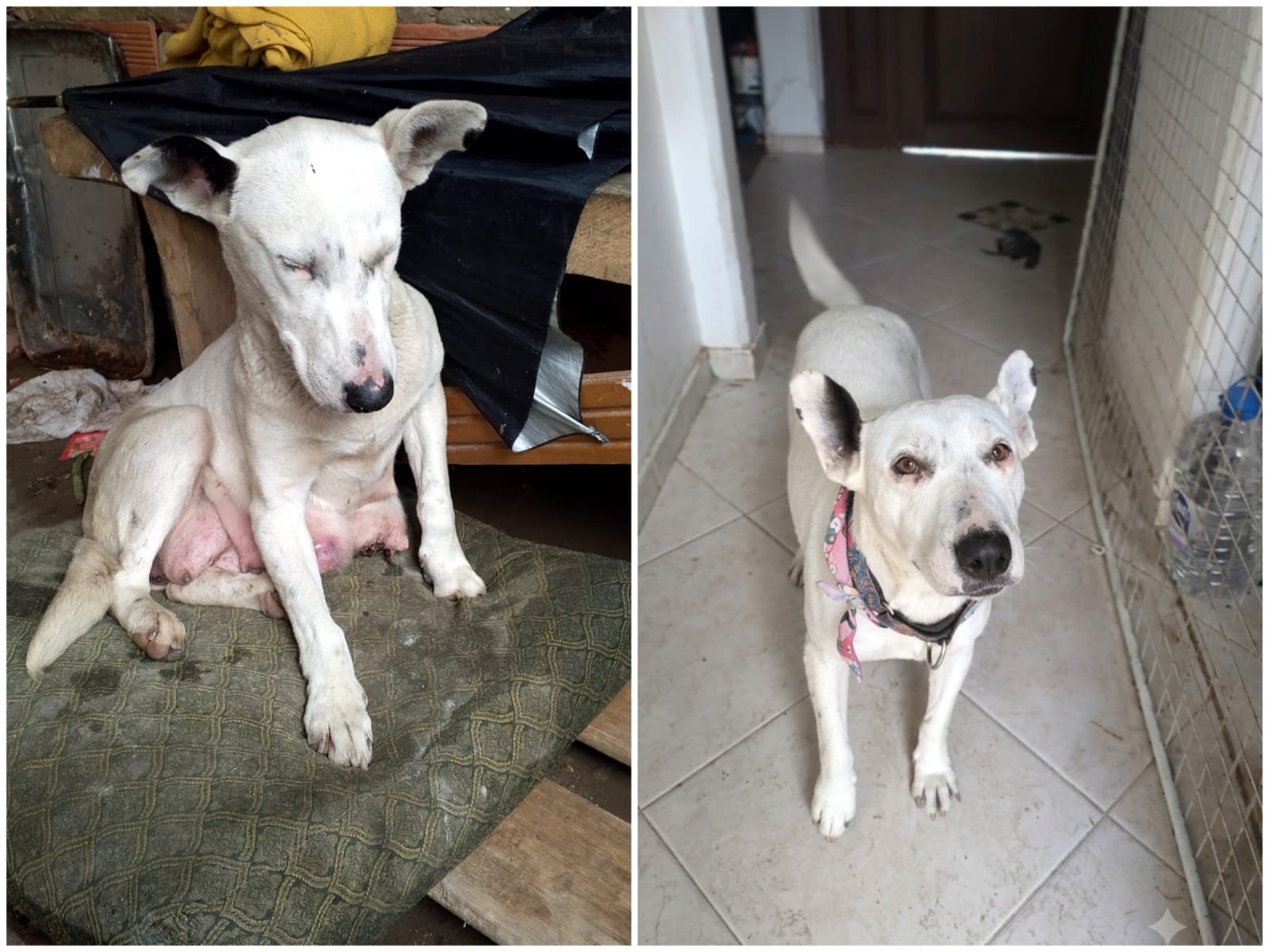 Ema, antes y después
