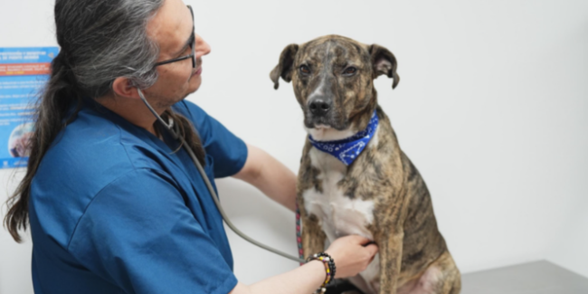 Historia con final feliz: Bruno volvió a casa gracias al cuidado y compromiso de la Alcaldía Local de Puente Aranda