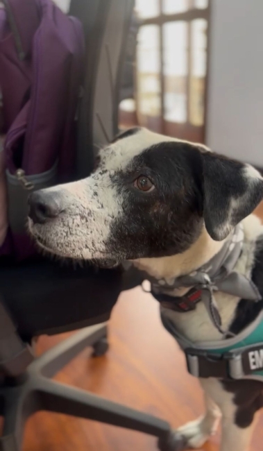 Bogota cuida los animales