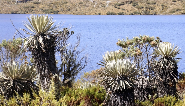 Semana Ambiental