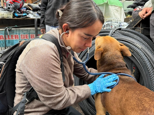 19 perros y un gato recibieron atención veterinaria en recorrido de bienestar animal en la carrera Séptima 