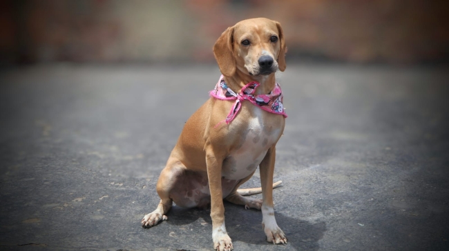 Dulce, perrita rescatada en Barrios Unidos