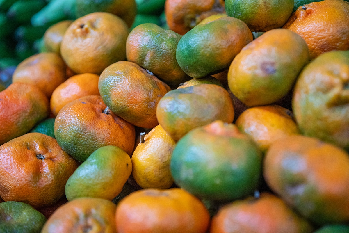 Foto de mandarinas