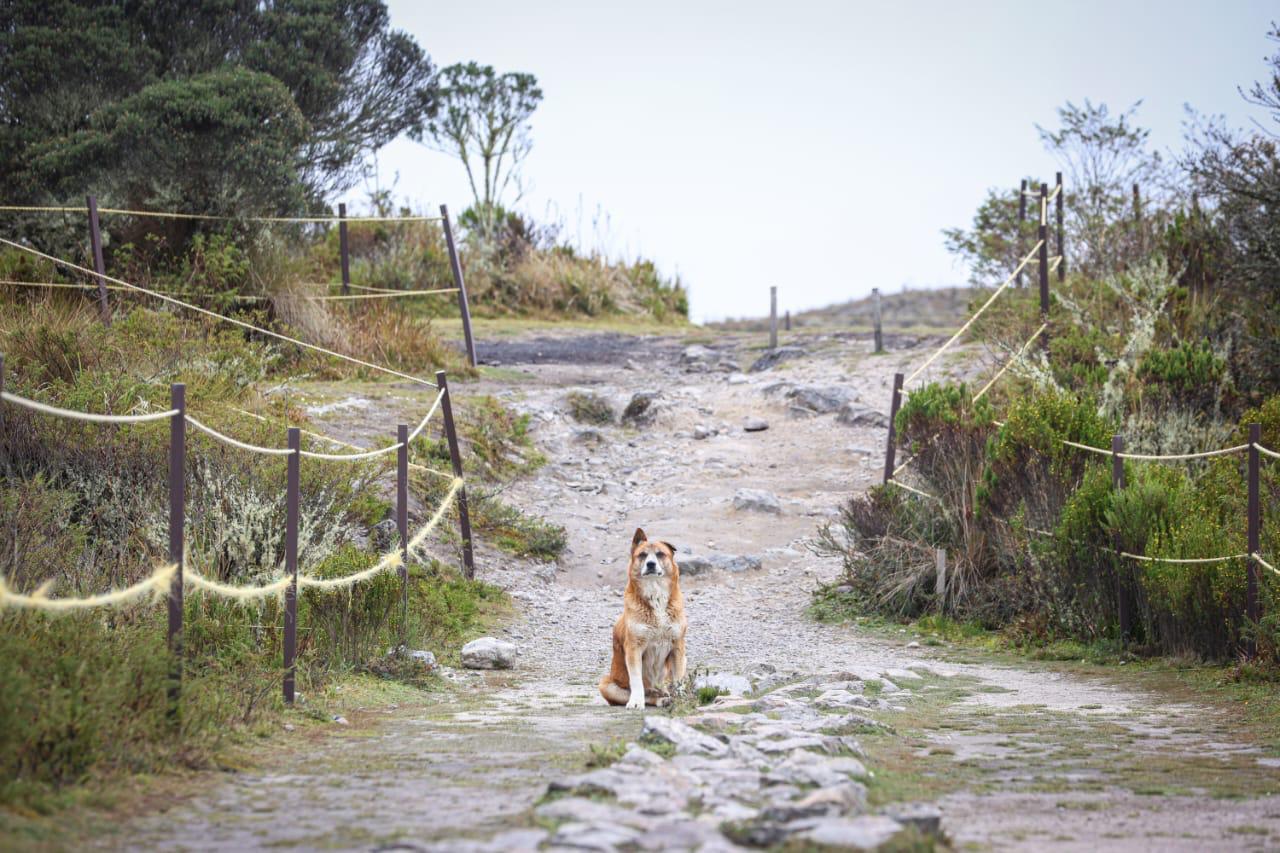 Foto de un sendero en el páramo