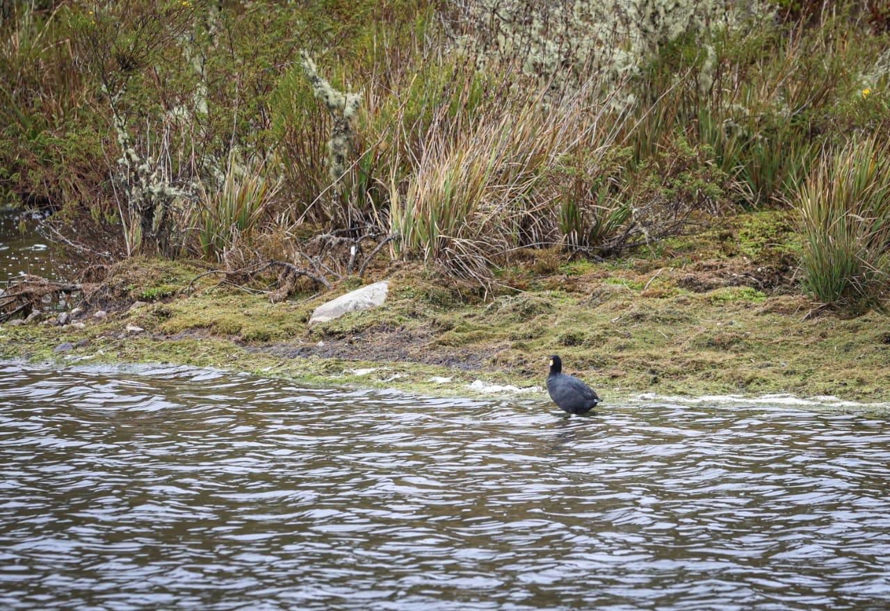 Foto de un pato sobre el agua