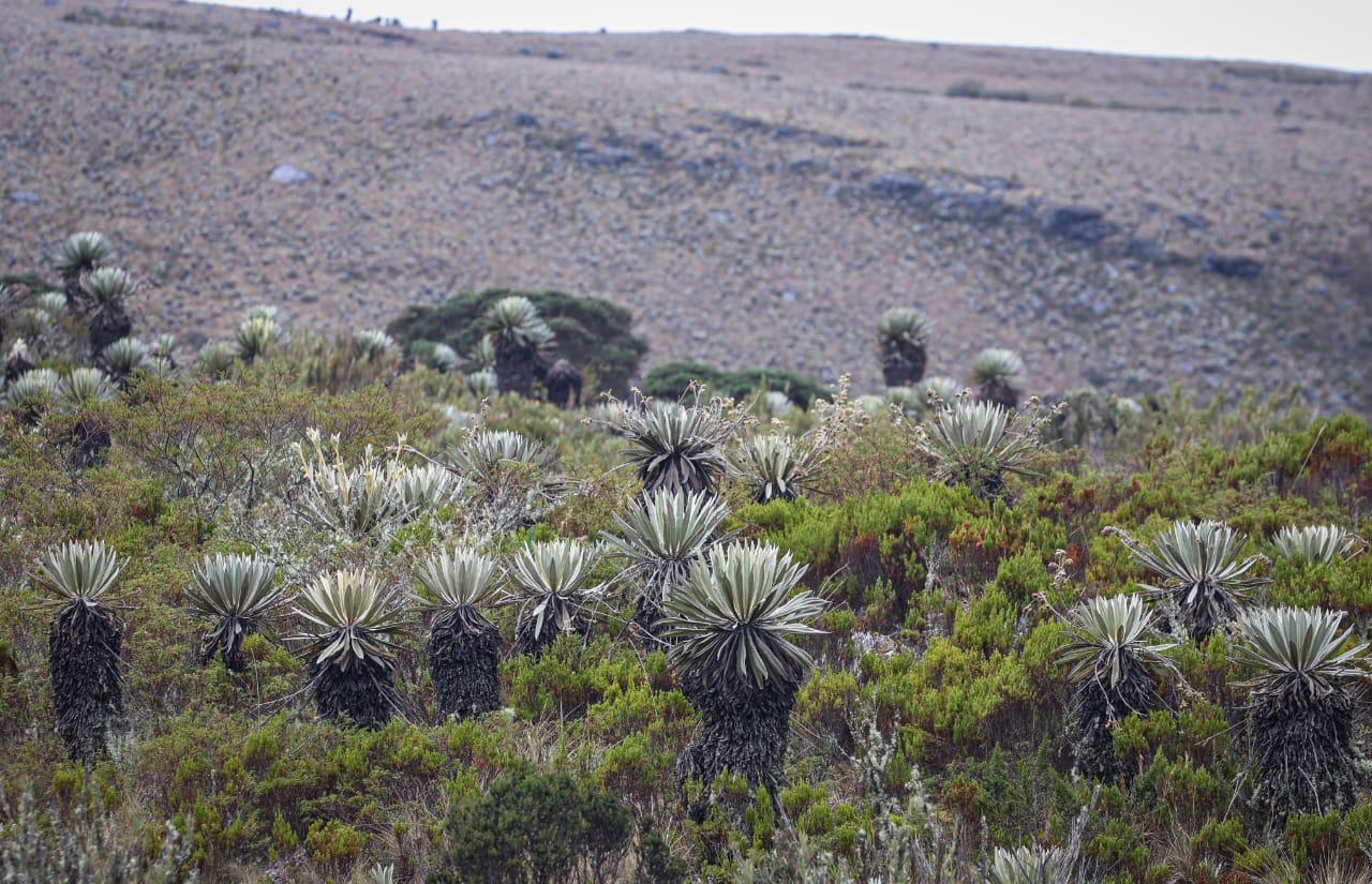 Foto de un paisaje de frailejones en el páramo