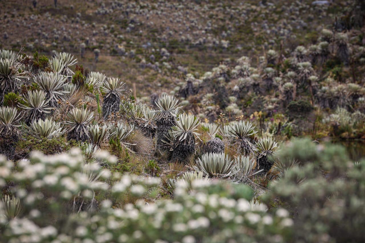 Foto de un paisaje de frailejones en el páramo