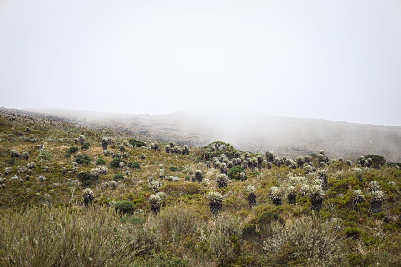 Foto de parte del páramo de Sumapaz