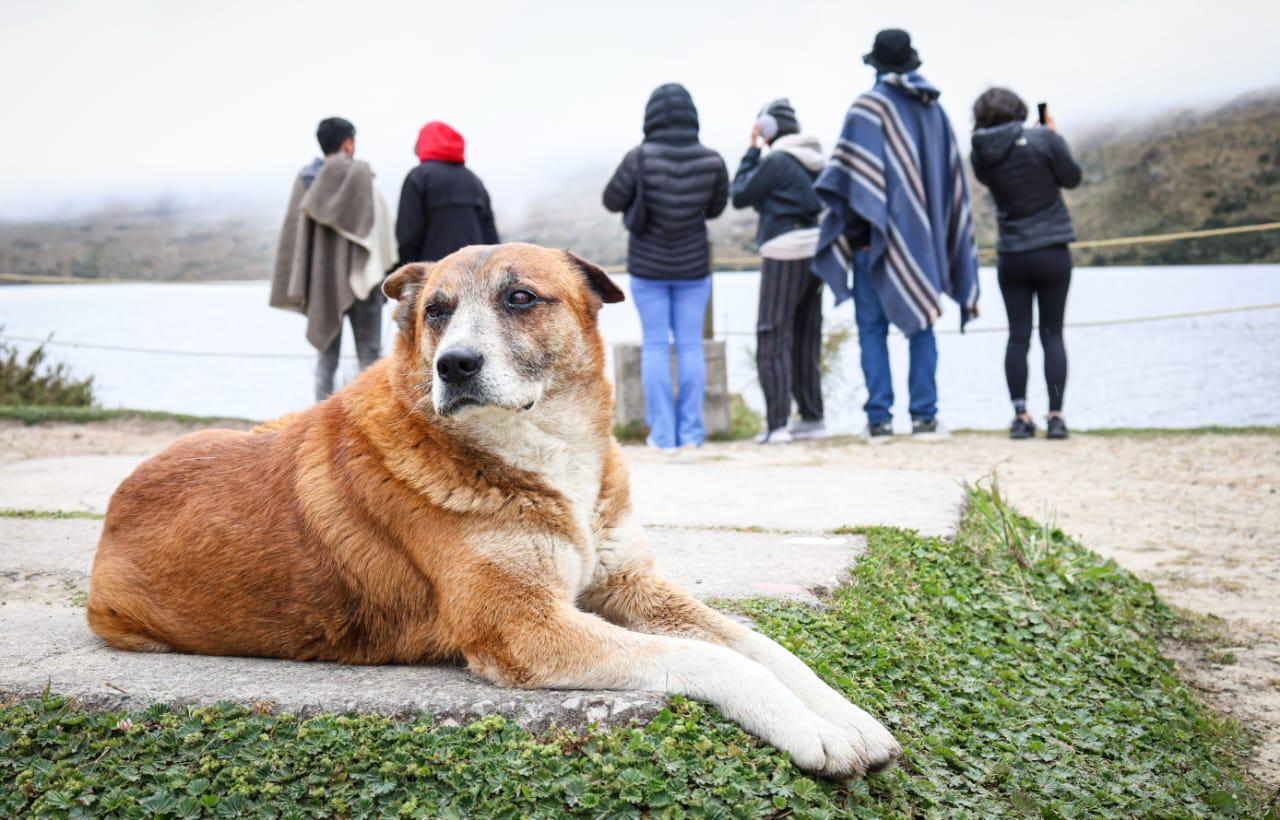 Foto de un perro acostado y de fondo varios jóvenes viendo hacia el espejo de agua