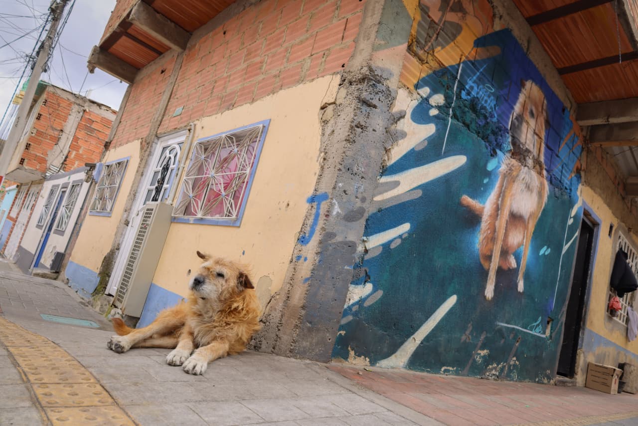Foto de un perro acostado tranquilo en una de las nuevas aceras del barrio