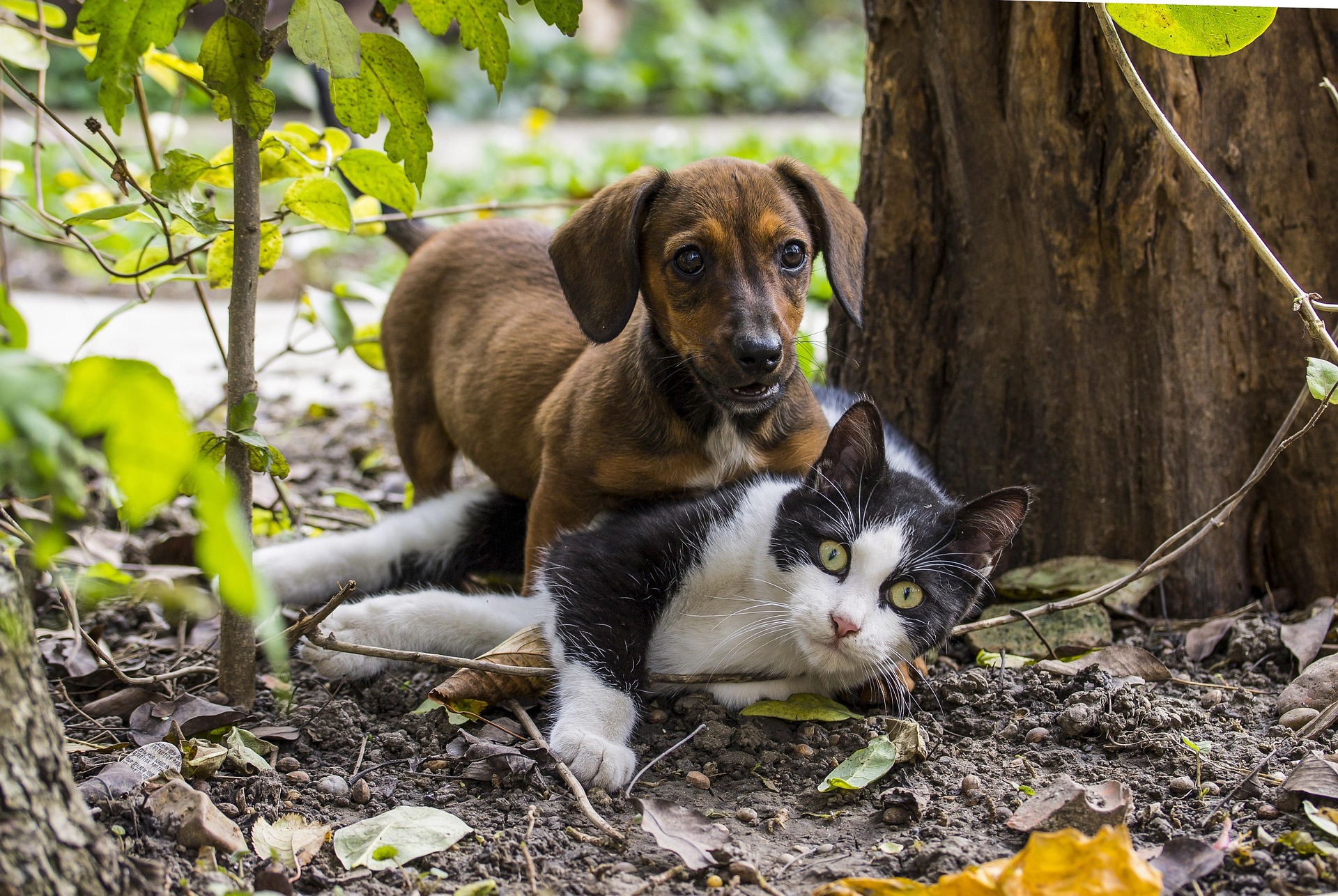  Bogotá avanza en la protección animal de perros y gatos