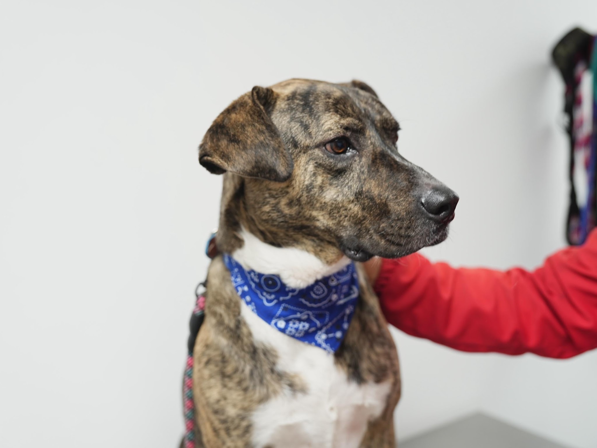 Historia con final feliz: Bruno volvió a casa gracias al cuidado y compromiso de la Alcaldía Local de Puente Aranda