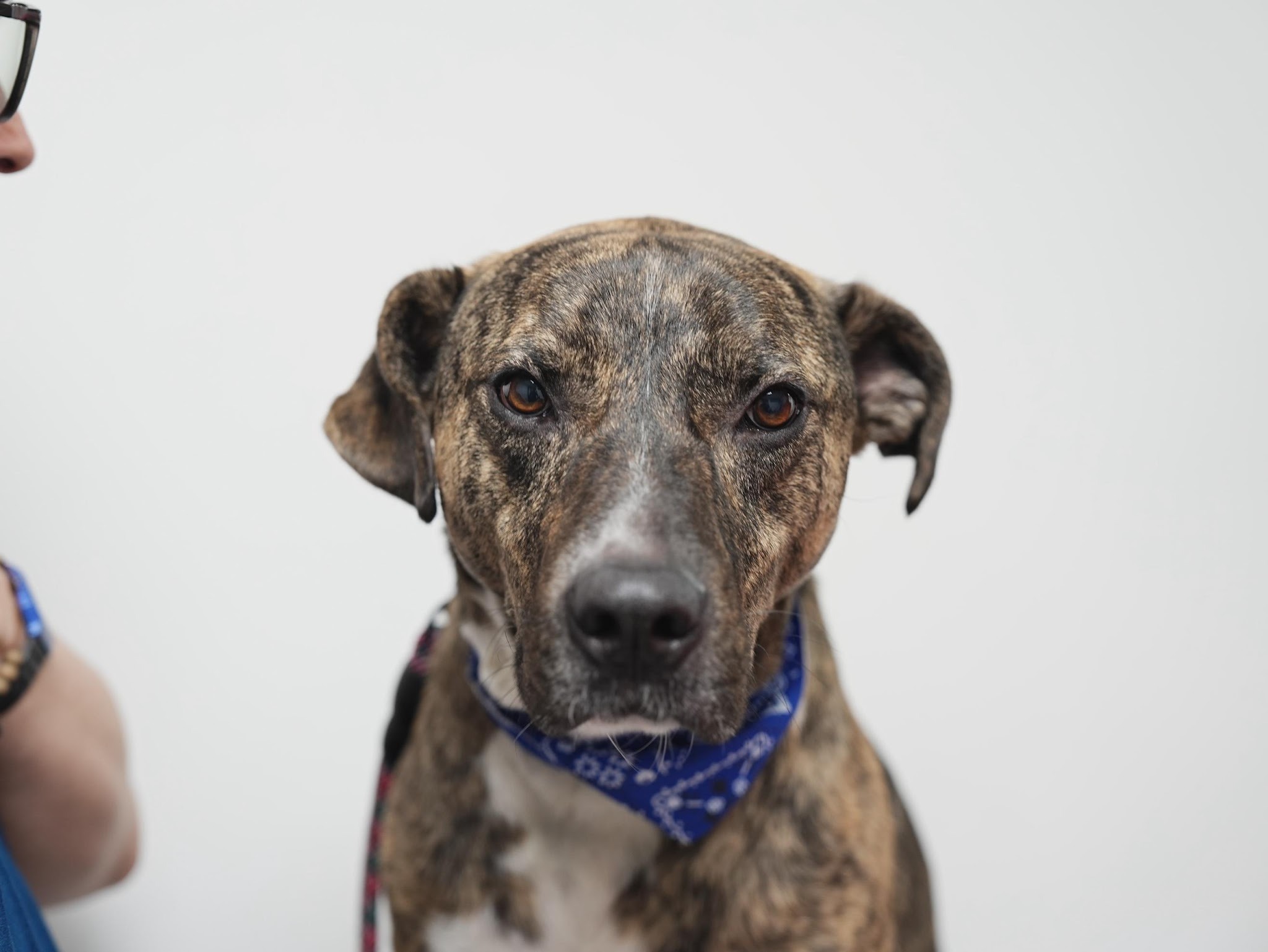 Historia con final feliz: Bruno volvió a casa gracias al cuidado y compromiso de la Alcaldía Local de Puente Aranda