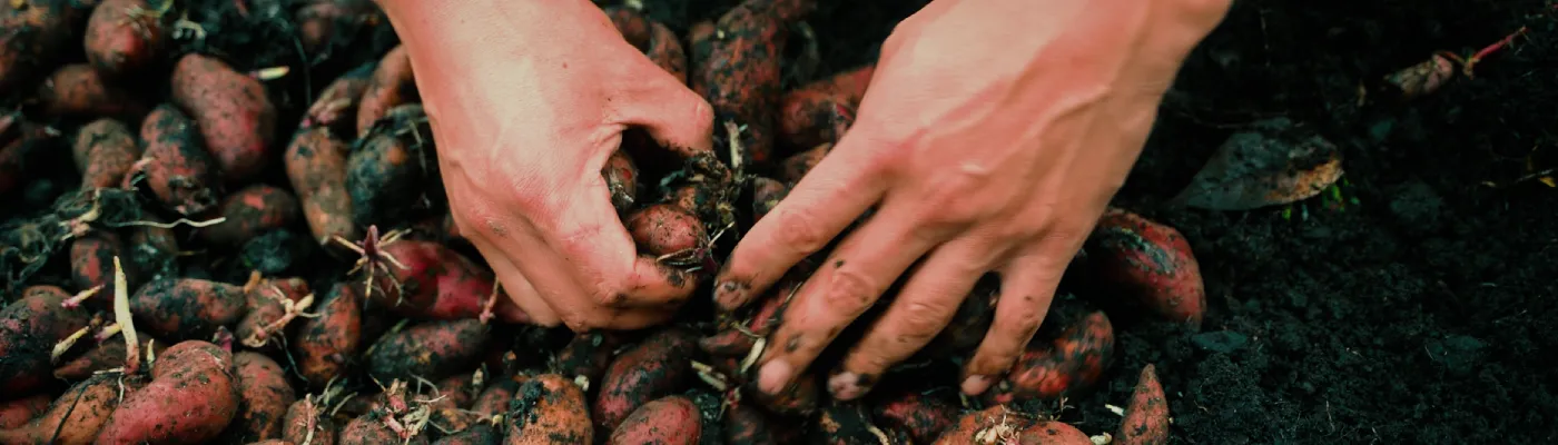 Fotografía de unas manos campesinas cultivando tuberculos