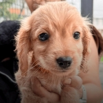 Jornada Veterinaria en Los Mártires