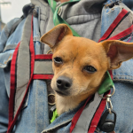 Los animales de compañía también son nuestra prioridad