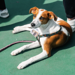 Operativo en Tunjuelito suspende veterinaria y aplica comparendo por incumplimientos