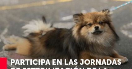 Jornadas de esterilización gratuitas 