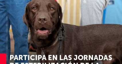 Jornadas de esterilización gratuitas