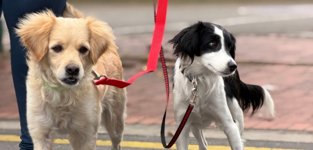 Dos perros sujetados con correa