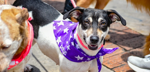 Adopta en La Candelaria y vacuna a tu animal de tu compañía
