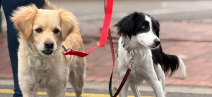 Dos perros sujetados con correa