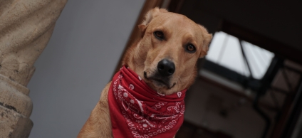 La Alcaldía Local de La Candelaria realizará jornada especial de esterilización veterinaria 