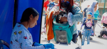  brigadas veterinarias y jornadas de esterilización en Kennedy