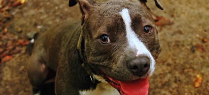perros de manejo especial