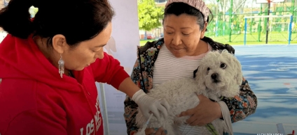 Brigada medica Veterinaria en Los Mártires