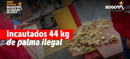 palma_seca_incautada_en_operativo_local