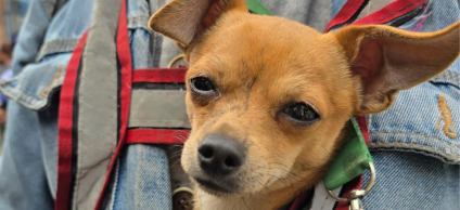 Los animales de compañía también son nuestra prioridad