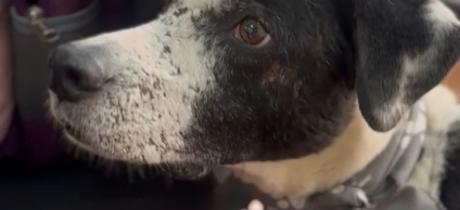 Bogota cuida los animales