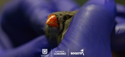 Operativo de rescate de 155 animales maltratados en el Barrio Restrepo