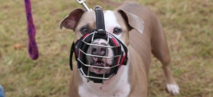 Registre a su perro si es considerado como raza de manejo especial y evítese sanciones