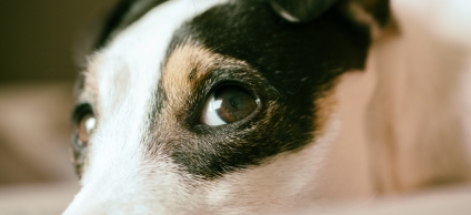  Bogotá avanza en la protección animal de perros y gatos