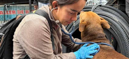 19 perros y un gato recibieron atención veterinaria en recorrido de bienestar animal en la carrera Séptima 