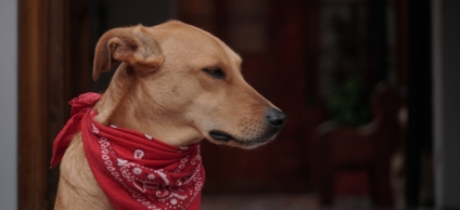 Brigada Veterinaria Gratuita en La Candelaria