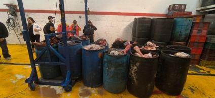 Sancionada industria ilegal de carnes en Kennedy