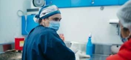 Fotografía relacionada con: Más de 180 animales fueron esterilizados en jornada realizada en el parque el Planchón.