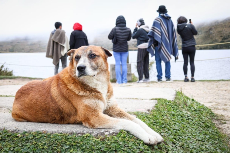 Foto de un perro acostado y de fondo varios jóvenes viendo hacia el espejo de agua