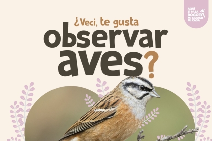 Observar aves en Suba