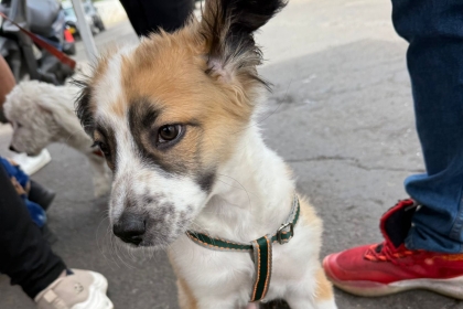 Una de las mascotas beneficiadas durante la jornada