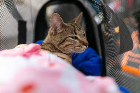 Imagen de unos de los felinos atendidos durante la jornada