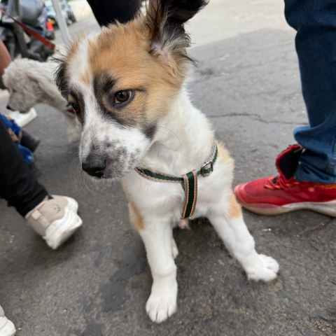 Una de las mascotas beneficiadas durante la jornada