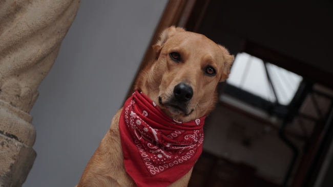 La Alcaldía Local de La Candelaria realizará jornada especial de esterilización veterinaria 