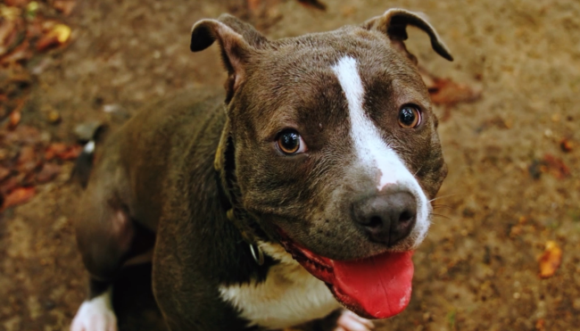 perros de manejo especial