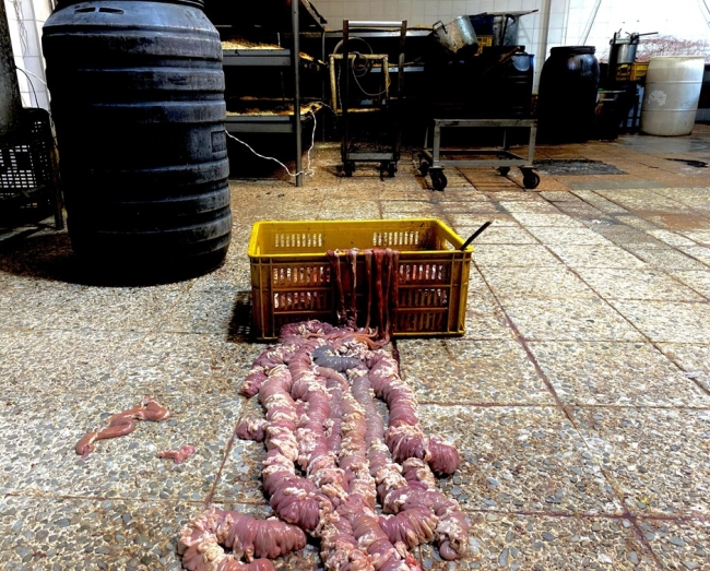 Sellada fábrica de morcillas por insalubridad