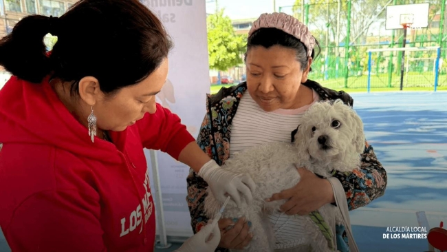 Brigada medica Veterinaria en Los Mártires